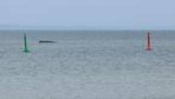 Schleswig-Holstein: Expertin: Tötung des Wals keine Option