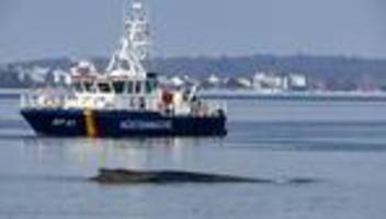 tierrettung: wale in der ostsee – die wichtigsten fragen und antworten