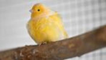 Tierschutz: Kanarienvogel als Beifahrer sorgt für Polizei-Einsatz
