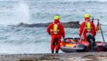 timmendorfer strand: weiterer rettungsversuch für gestrandeten wal gescheitert