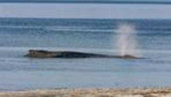 buckelwal in der ostsee: hat der gestrandete wal noch eine chance?