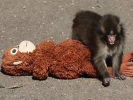 Japanmakake geht's bombig: Äffchen Punch frisst wie ein Scheunendrescher