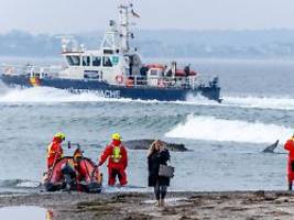 Tier sitzt auf Sandbank fest: Drama in der Ostsee: Rettung von Buckelwal nicht erfolgreich