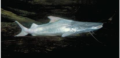 südamerika: dieser fisch wandert 11.000 kilometer. das wird ihm zum verhängnis