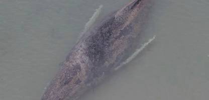 Timmendorfer Strand: Gestrandeter Wal kämpft ums Überleben