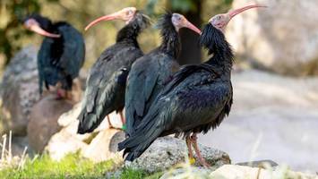 Die Nerds sind zurück: Komische Vögel feiern Comeback in der Heide