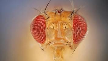 Digitales Gehirn: Forscher geben Fruchtfliegen virtuellen Körper