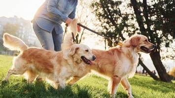 Zahl der Hunde fast verdoppelt – die beliebtesten und gefährlichsten Rassen