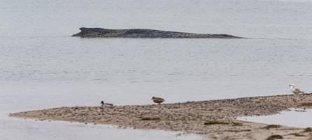 Buckelwal vor Timmendorfer Strand weiter in Not