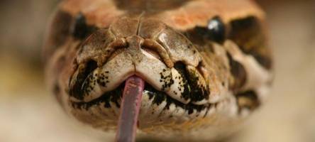 streit um 113.000 euro im giftschlangen-fall endet mit überraschendem vergleich