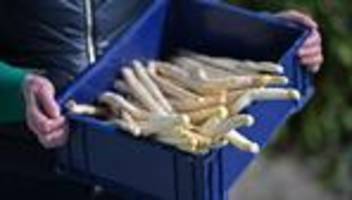 Gemüseernte: Frühstart zur Spargelsaison in Hessen