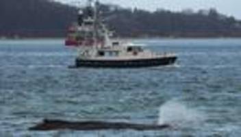 gestrandeter buckelwal: festsitzender wal: bagger für rettungsaktion angekommen