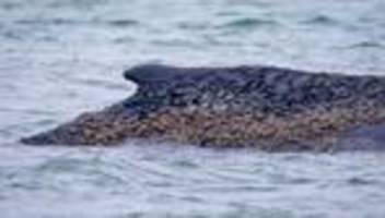 Meeressäuger in Not: Gescheiterte Rettung – Hoffnung auf Befreiung für Wal bleibt