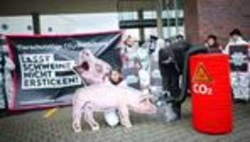 Sorge um leidende Schweine: Umstrittene Schlachthof-Betäubungsmethode kommt vor Gericht