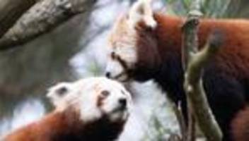 Tiere: Kleine Pandas Jackie und Shan ziehen in Dresdner Zoo ein