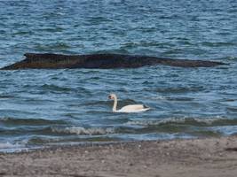 Gestrandeter Wal in der Ostsee: „Er muss ein bisschen Lebensmut zeigen“