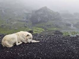 wichtig für jäger und sammler: hunde begleiten menschen in europa schon seit der eiszeit