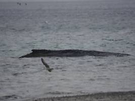 Würde gerne mehr machen: Großes Gerät soll den gestrandeten Ostsee-Buckelwal retten