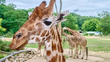 tierpark berlin musste giraffenbaby einschläfern – wegen angeborener krankheit