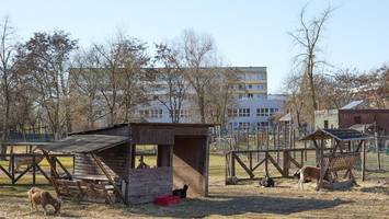 Helle Tierarche: Warum ist der Streichelzoo in Hellersdorf wirklich zu?