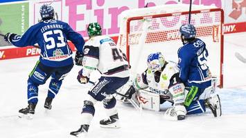 Eisbären: Ein heftiger Schock, der alle wachrütteln muss