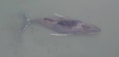 Timmendorfer Strand - gestrandeter Wal: »Es ist auf jeden Fall zu früh, dem Tier gedanklich den Totenschein auszustellen«