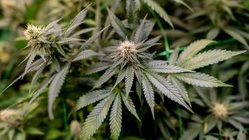 Kann Cannabis bei Fettleber helfen? Neue Studie mit verblüffenden Ergebnissen