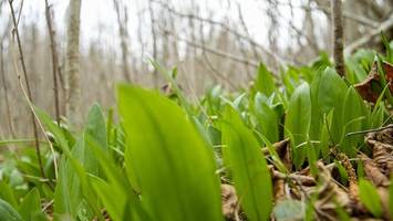 Vorsicht bei Bärlauch! Warum das Sammeln in Hamburg gefährlich werden kann