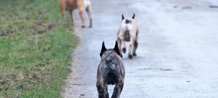 „Herzerwärmend“: Verlorene Hunde laufen als Gruppe 17 Kilometer nach Hause