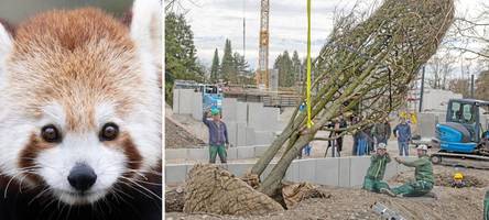 Neue Attraktion: So läuft das zweitgrößte Bauprojekt in der Geschichte des Augsburger Zoos