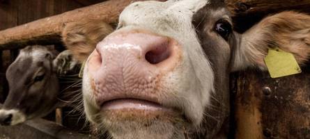Diese Tiere haben gelitten: Landwirt wird zum vierten Mal verurteilt