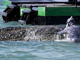 Kiel: Gestrandeter Wal kann sich ein Stück bewegen