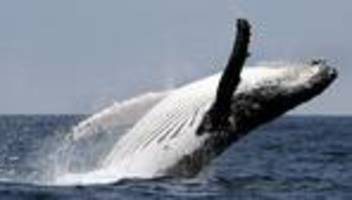 Meeressäuger ohne Zähne: Fünf Fakten über Buckelwale