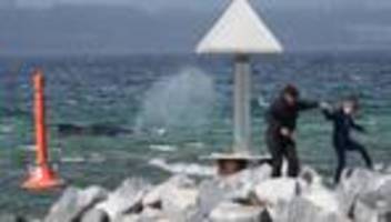 ostseeküste: retter wollen gestrandeten buckelwal mit baggern befreien