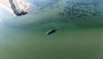 buckelwal in der ostsee: es wäre legitim zu sagen: lasst den wal sterben – vor aller augen