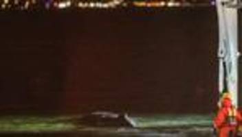 Buckelwal in der Ostsee: Rettung des Wals am Timmendorfer Strand unterbrochen