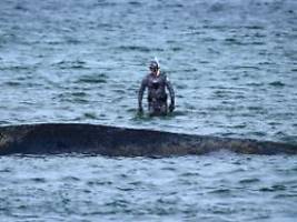Komplexe Annäherung: Wal gibt lautes Schnauben von sich - Bagger nähern sich peu à peu