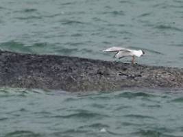 Sorgen um seine Gesundheit: Spezielle Bagger sollen festsitzenden Wal in der Ostsee retten