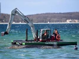 tier größer als gedacht: bagger kämpft rund um den wal mit problemen