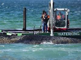 Tier kann sich bewegen: Rettungseinsatz für gestrandeten Wal muss abgebrochen werden