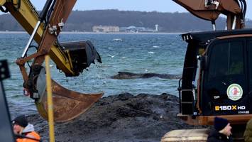 Rettungsaktion für Ostsee-Wal läuft – höchste Konzentration gefragt