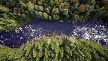 Wälder als Klimaretter: Neue Studie deckt unterschätzten Wert auf