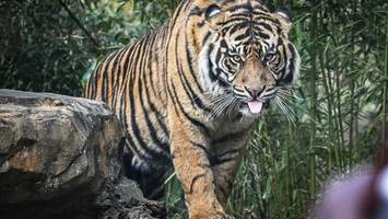 Zwei Tiger, ein Auftrag: Was in dem neuen Gehege im Zoo passieren soll