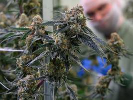 Karlsruhe: BGH: Keine Werbung für Cannabis-Behandlung im Internet