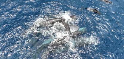 Pottwal erstmals bei der Geburt gefilmt – die ganze Gemeinschaft hilft dabei