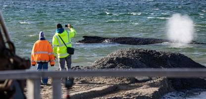timmendorfer strand: rettungsaktion in der ostsee – »liegt der wal da wirklich oder ist das verarsche?«