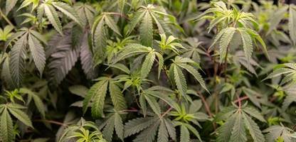 medizin: cannabislobby kapert bundestag - als patientenvertreter getarnt