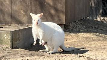 Baby-Boom im Tierpark Krüzen: Wer sich alles über Nachwuchs freut