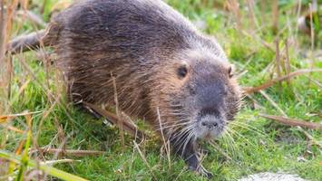 Nutria-Burger mit Pommes: Darum landen die Tiere immer häufiger auf dem Teller