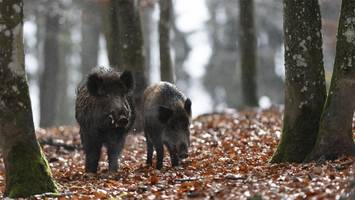 Wildschweinrotte versetzt Bürger in Ort bei Hamburg in Schrecken
